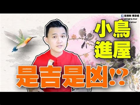 鳥來家築巢|【鳥築巢吉兆】迎祥納瑞：野鳥築巢，居家風水好兆頭！